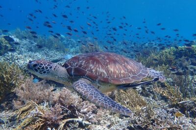 Snorkeling in Menjangan Island with Pickup and Lunch - Pickup, small-group energy, and not carrying snorkeling gear