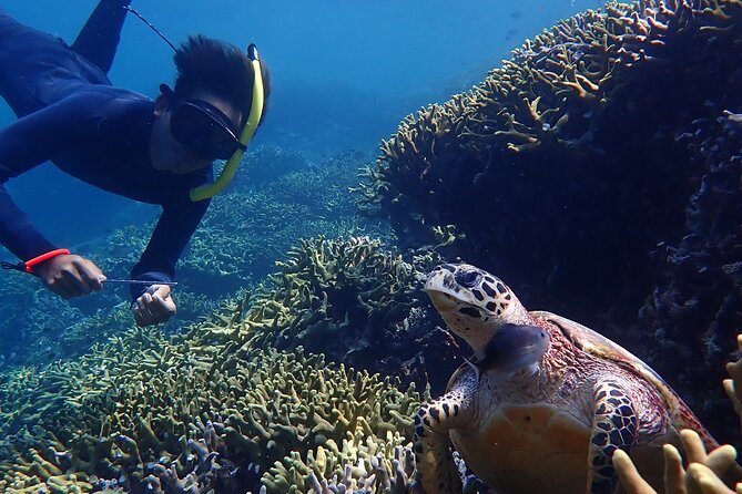 Snorkeling in Menjangan Island with Pickup and Lunch - The beach break: lunch on shore and wild deer spotting