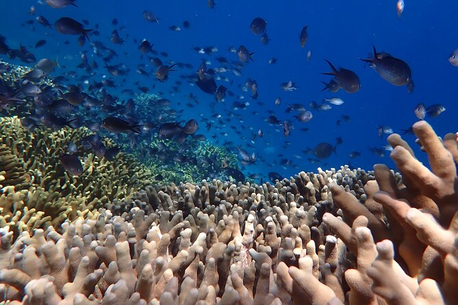 Snorkeling in Menjangan Island with Pickup and Lunch - Snorkel stop 2: another 45 to 60 minutes with better momentum