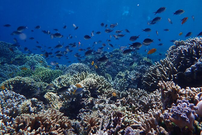 Snorkeling in Menjangan Island with Pickup and Lunch - Heading back: Menjangan to Banyuwedang Harbour in about 30 minutes