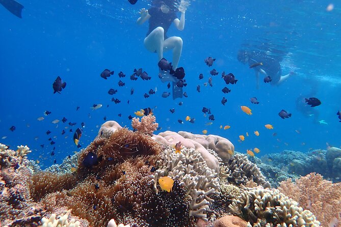 Snorkeling in Menjangan Island with Pickup and Lunch - Lunch choices, beach time, and why this schedule works