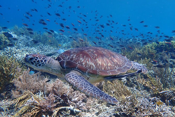 Snorkeling in Menjangan Island with Pickup and Lunch - Pickup, small-group energy, and not carrying snorkeling gear