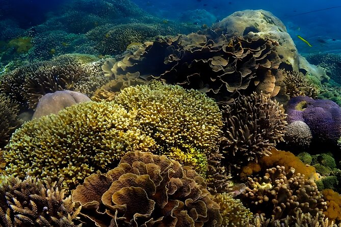 Snorkeling In Nusa Penida Departing From Bali Island - From Seminyak to Sanur: why the timing matters