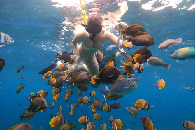 Snorkeling In Nusa Penida Departing From Bali Island - Manta Bay: the big attraction, with one honest catch