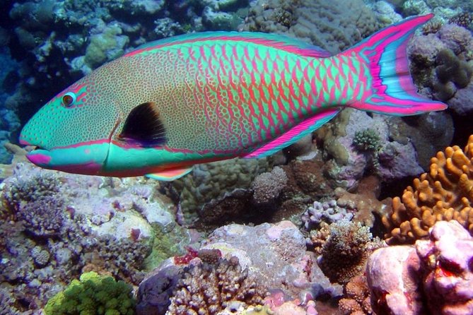 Snorkeling in Puerto Morelos - Mesoamerican Reef (Belize Barrier Reef) and the Second Snorkel Site