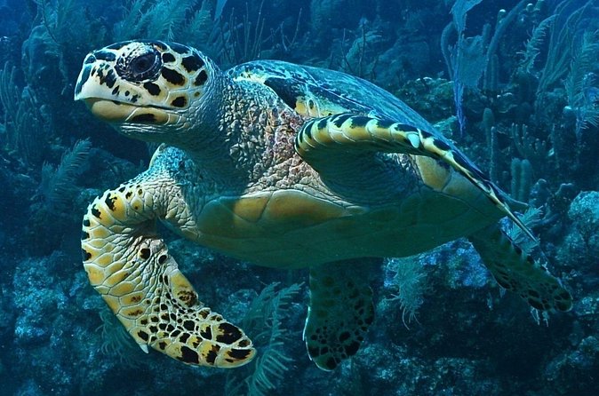 Snorkeling in Puerto Morelos - Guide Time That Turns Snorkeling Into a Learn-While-You-Go Trip