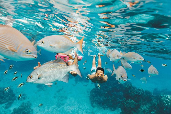 Snorkeling in Puerto Morelos - What You’ll See: Sea Turtles, Rays, Sharks, and Reef Color