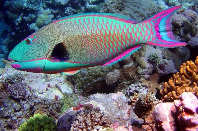 Snorkeling in Puerto Morelos - Reef-Safe Habits: Eco-Friendly Sunblock and Simple Rules