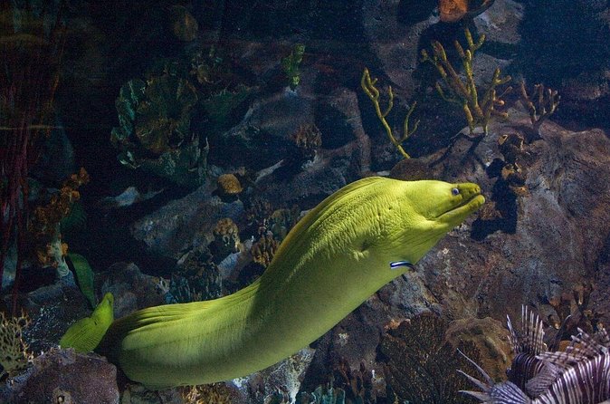 Snorkeling in Puerto Morelos - Value and Effort: Why This Short Tour Can Beat Bigger Packages