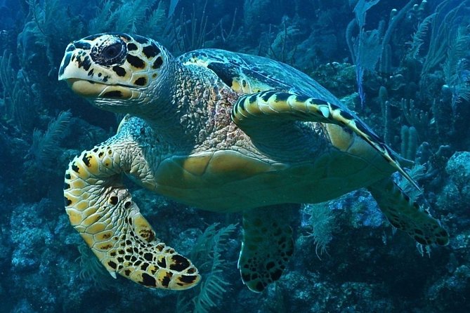 Snorkeling in Puerto Morelos - Getting There: Javier Rojo Gomez 15 and a Quick Town-to-Boat Rhythm