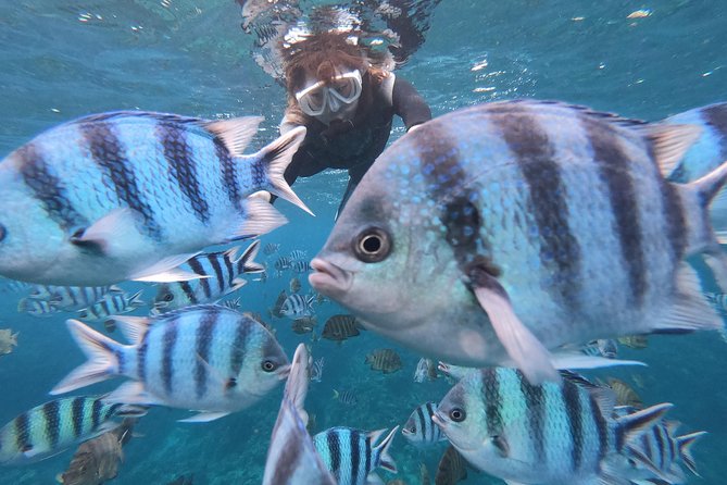 Snorkeling in the Blue Cave area【Okinawa Prefecture: Free feeding & photo images!English and Chinese speaking guide available! - Key takeaways before you go