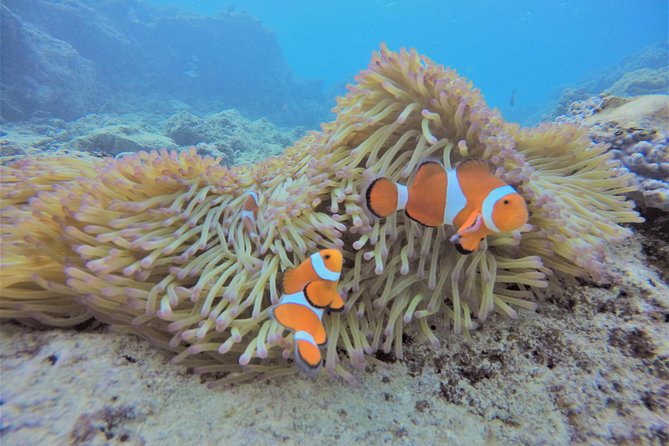 Snorkeling in the Blue Cave area【Okinawa Prefecture: Free feeding & photo images!English and Chinese speaking guide available! - Why the Blue Cave looks different from normal snorkeling