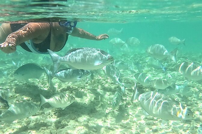 Snorkeling in Waikiki Many Fish All Levels Free Video & Pics! - Your 1-Hour Plan at Waikiki Beach: What Happens in Order