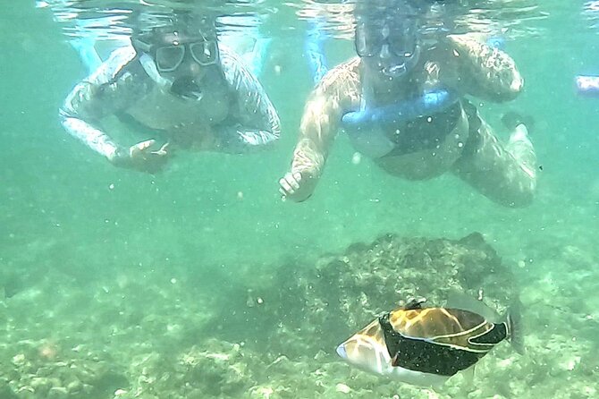 Snorkeling in Waikiki Many Fish All Levels Free Video & Pics! - What You’ll See: Fish Close Up, With Real-Life Variety