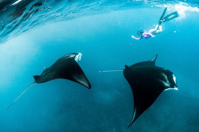 Snorkeling Manta Ray Safari in Nusa Penida - The Big Reality Check: Manta Rays Are Wild, Not Guaranteed