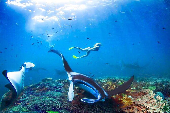 Snorkeling Manta Ray Safari in Nusa Penida - Wildlife Respect: The Best Way to Help the Mantas