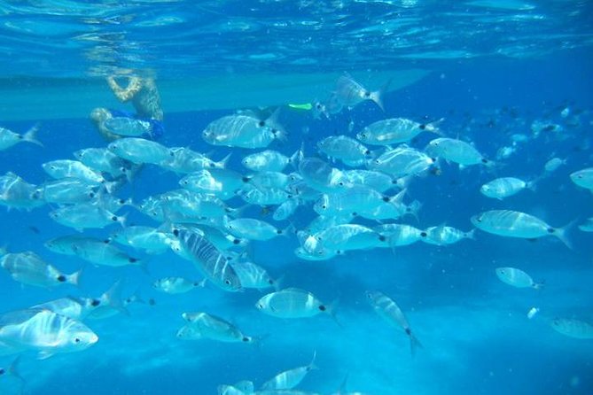 Snorkeling marine protected area Tavolara - Key highlights worth knowing