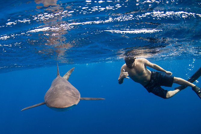 Snorkeling or Swimming with Sharks in Cabo San Lucas - Key things that make this Cabo shark snorkeling tour work