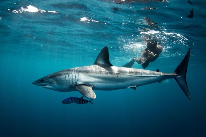 Snorkeling or Swimming with Sharks in Cabo San Lucas - How the Cabo shark snorkeling experience runs, start to finish