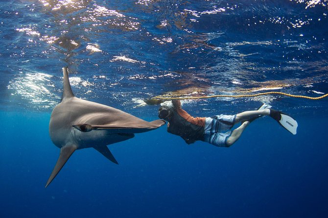Snorkeling or Swimming with Sharks in Cabo San Lucas - Past El Arco: why the boat ride feels like part sightseeing, part staging