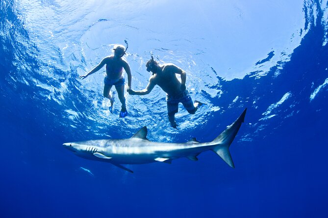 Snorkeling or Swimming with Sharks in Cabo San Lucas - Gear, photos, and the clothing rule that surprises people