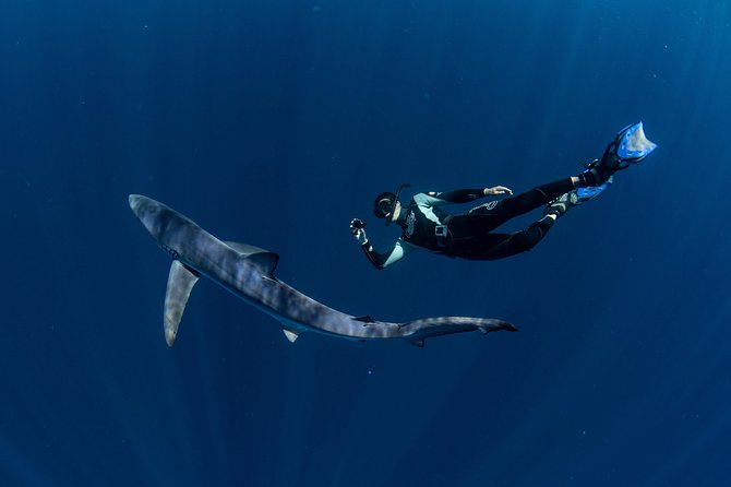 Snorkeling or Swimming with Sharks in Cabo San Lucas - Shark odds, timing, and how to judge whether it’s worth your money