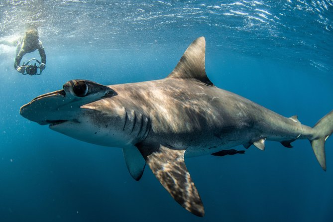 Snorkeling or Swimming with Sharks in Cabo San Lucas - Boat comfort: what to do if the water gets rough
