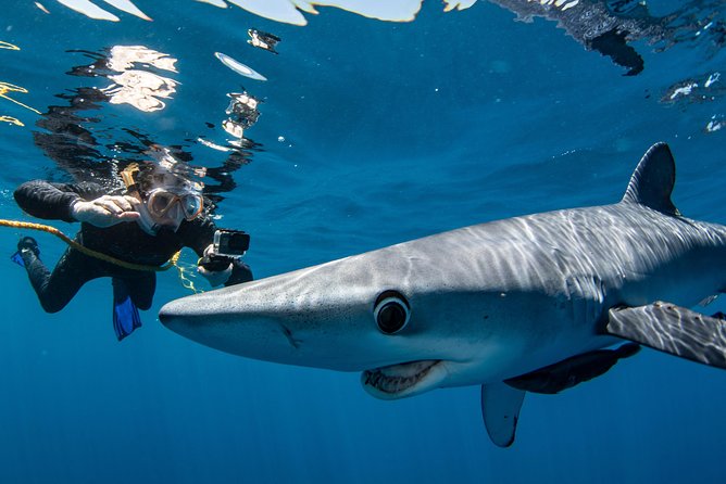 Snorkeling or Swimming with Sharks in Cabo San Lucas - Who should book this Cabo shark snorkeling tour, and who might want a different day