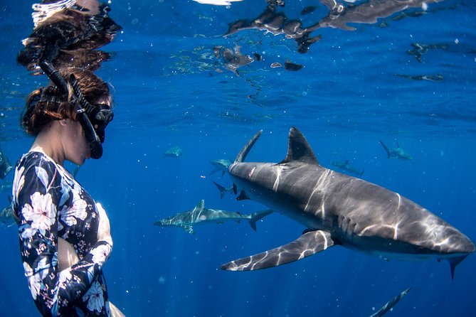 Snorkeling or Swimming with Sharks in Cabo San Lucas - The marina start and the pre-water briefing that sets expectations