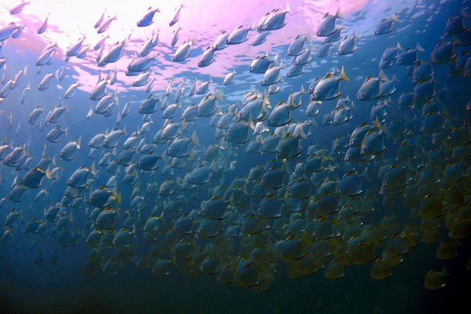 Snorkeling ( start at Ko Kut) - Key Highlights You’ll Feel Immediately