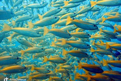 Snorkeling ( start at Ko Kut) - Snorkel Briefing + Guide Support (How That Helps You Actually Enjoy It)