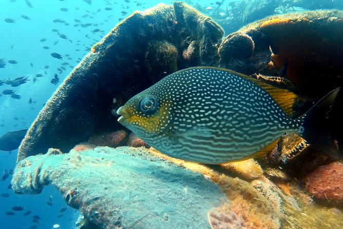 Snorkeling ( start at Ko Kut) - Price and Value: Why $39.12 Works (and When It Doesn’t)
