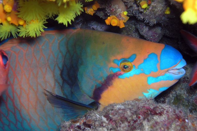 Snorkeling Tour - Key things to know before you go