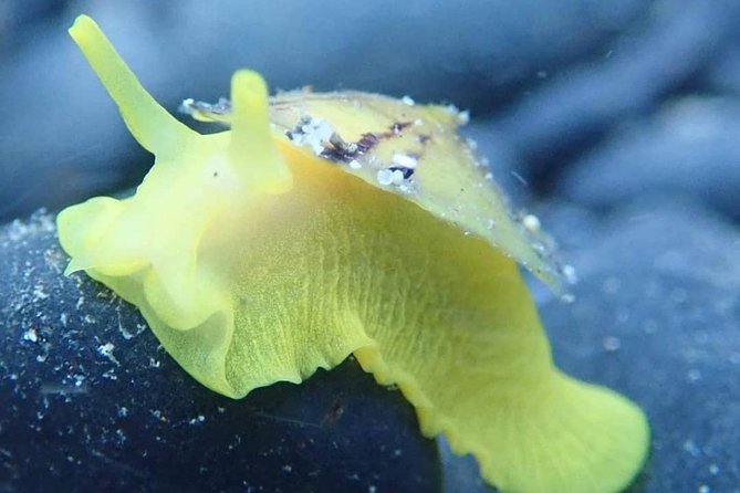 Snorkeling Tour - Why the shallow water makes this tour beginner-friendly