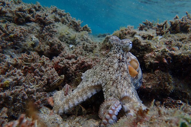 Snorkeling Tour - The marine protected area: what you’ll likely see