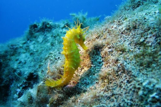 Snorkeling Tour Coast to Coast Taormina and Isola Bella - Quick highlights before you go