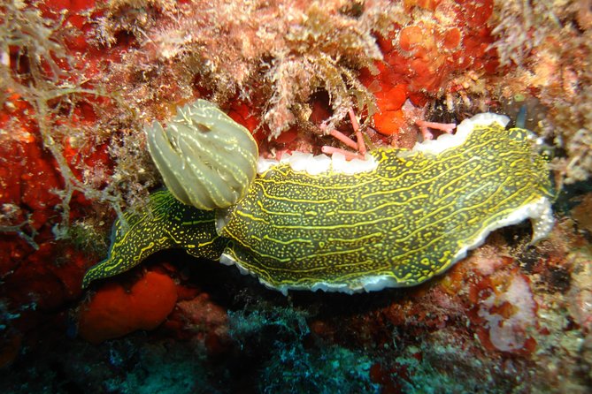 Snorkeling Tour Coast to Coast Taormina and Isola Bella - Giardini Naxos to Taormina: the boat ride sets the tone