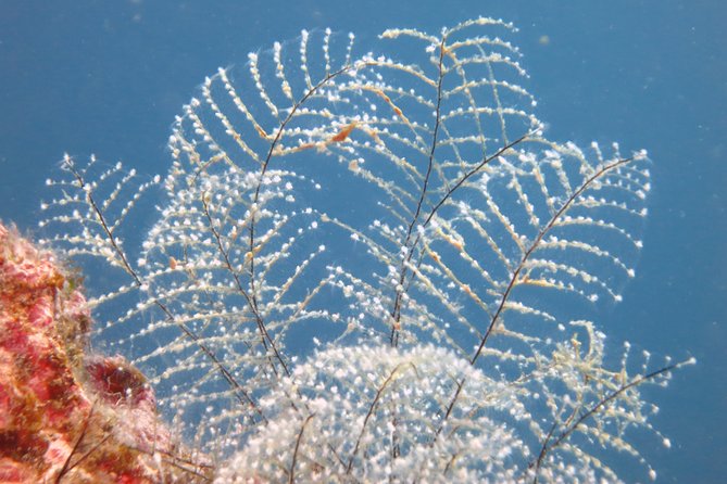 Snorkeling Tour Coast to Coast Taormina and Isola Bella - What you’ll see underwater (and what’s realistic)
