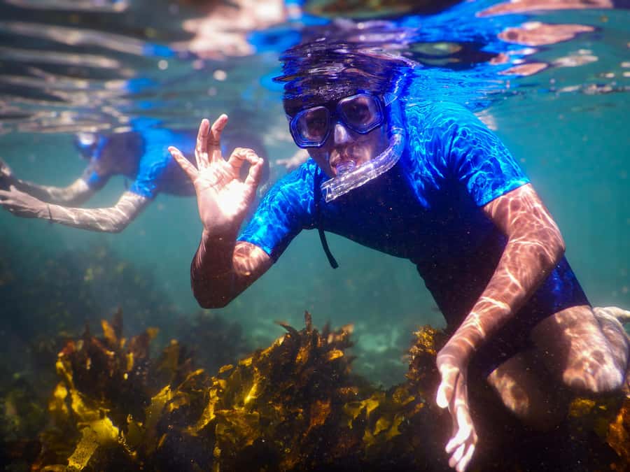 Snorkeling Tour: Discover Sydney’s impressive sea life - Clovelly Snorkeling: Why This Spot Works for Sea Life