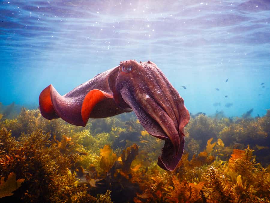 Snorkeling Tour: Discover Sydney’s impressive sea life - Meeting at Clovelly Free Car Park and the 15-Minute Safety Brief