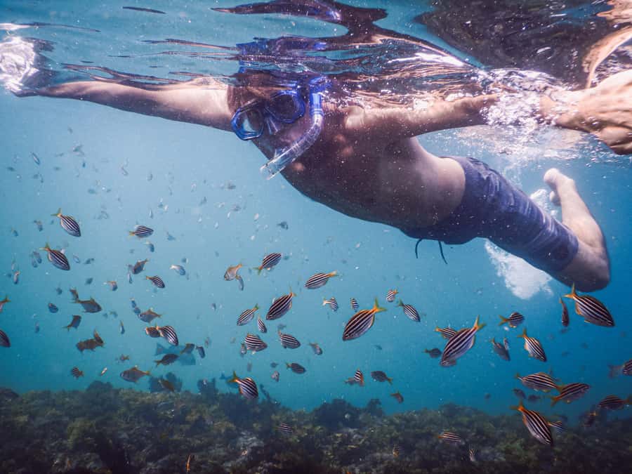 Snorkeling Tour: Discover Sydney’s impressive sea life - One Hour in the Water: How the Guide Gets You Real Sightings