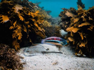 Snorkeling Tour: Discover Sydney’s impressive sea life - What 90 Minutes Feels Like (and How the Time Is Used)