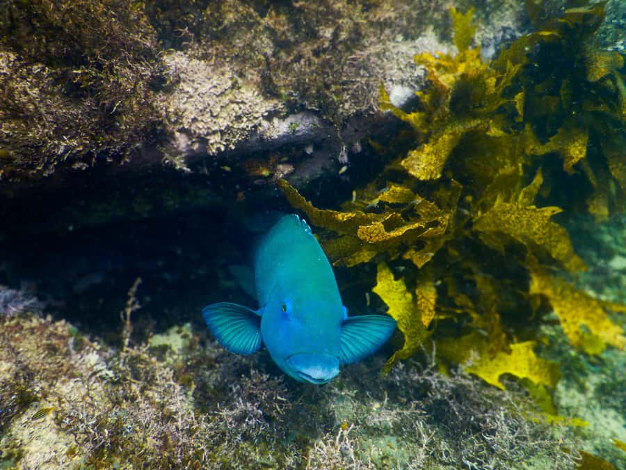 Snorkeling Tour: Discover Sydney’s impressive sea life - Gear Included vs. Wetsuit Reality in Cool Sydney Water