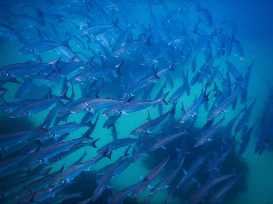 Snorkeling Tour: Discover Sydney’s impressive sea life - Price and Value: Is $69 Good for 90 Minutes in Clovelly?