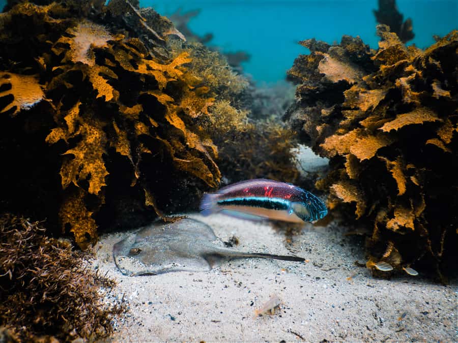 Snorkeling Tour: Discover Sydney’s impressive sea life - What 90 Minutes Feels Like (and How the Time Is Used)