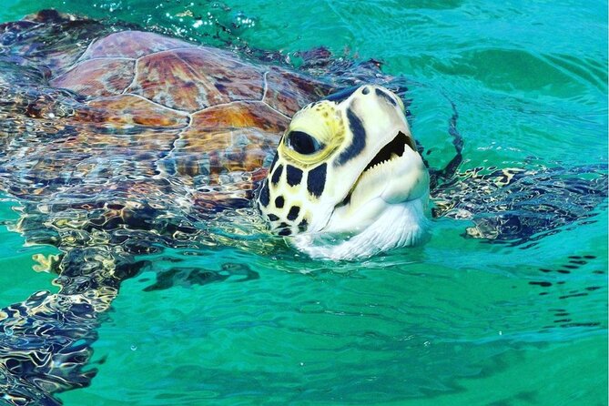 Snorkeling Tour to Vieques Island only 30 minutes away! - Key things that make this tour work so well