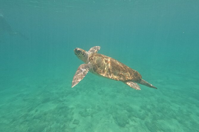 snorkeling ,Turtle Watching in Cyprus - Key Takeaways Before You Go