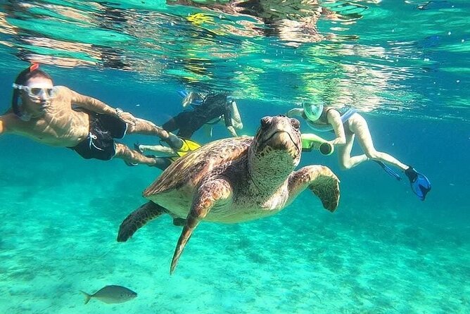 snorkeling ,Turtle Watching in Cyprus - What You’ll Actually See: Turtles, Fish, and Real Marine Behavior