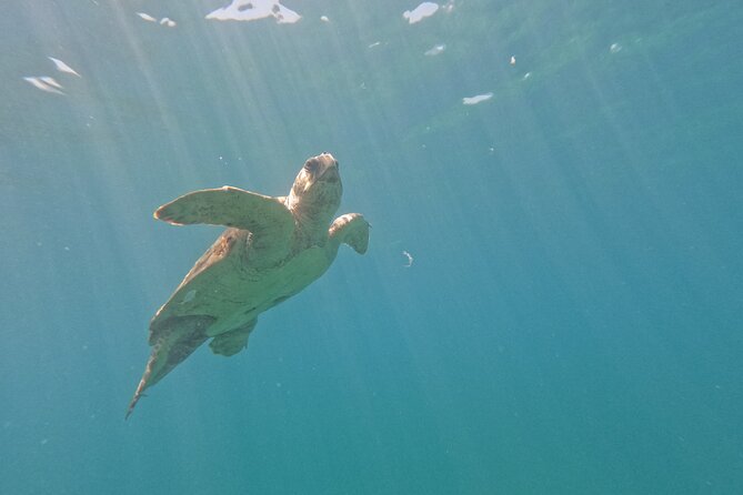 snorkeling ,Turtle Watching in Cyprus - Value Check: $72.59 for Gear, Photos, Transport, and a Waterpark Discount