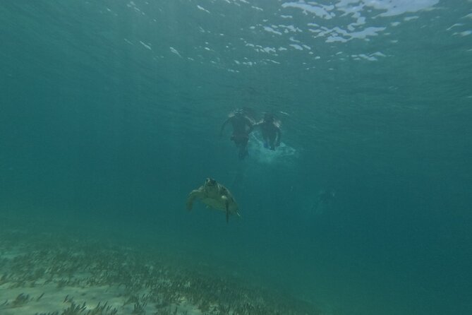 snorkeling ,Turtle Watching in Cyprus - Guide Style and Safety: What You Should Expect